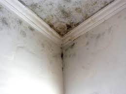 Best Mold Damage Restoration  in Pendleton, OR